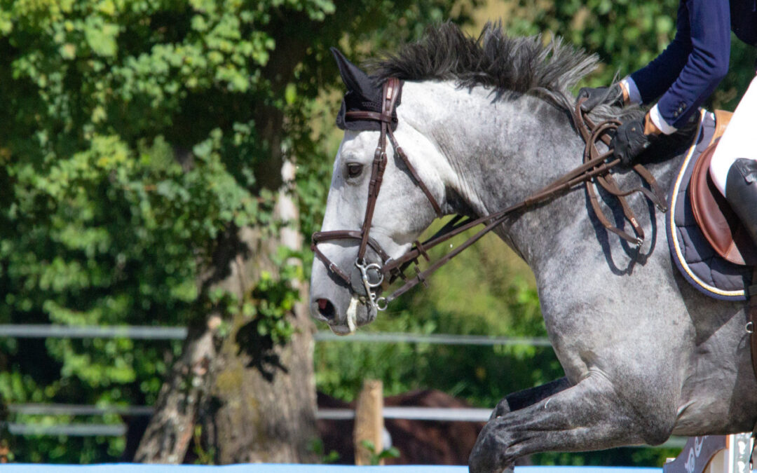 Horse Training Facts And Maxims