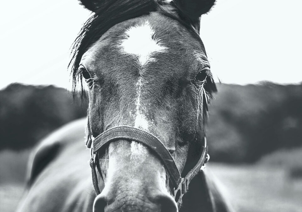 Horse Training Techniques From The 1800’s
